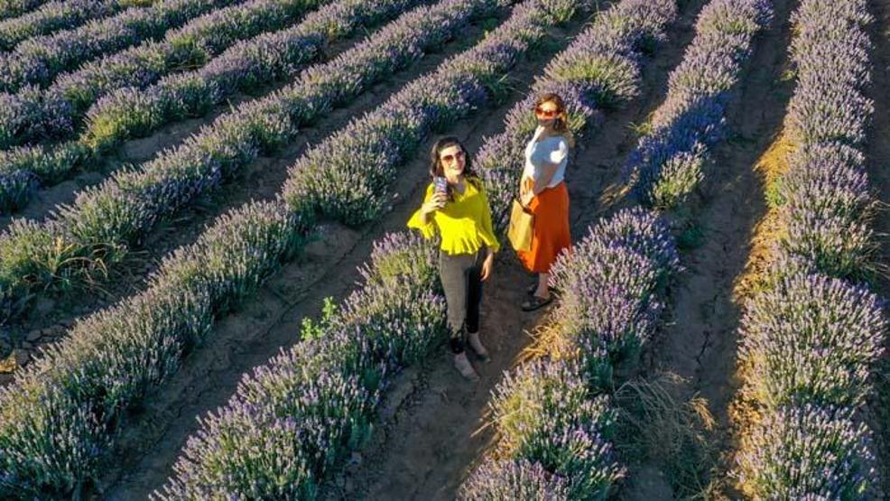 Diyarbakırın yeni cazibe merkezi: Lavanta bahçeleri