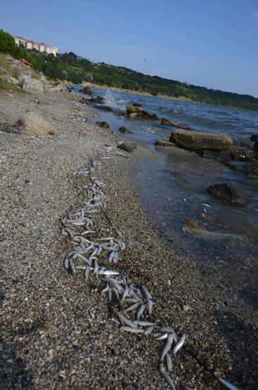 Küçükçekmece Gölü sahili ölü balık dolu