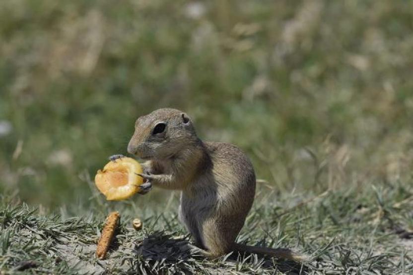 Anadolu sincabının kayısı ziyafeti kamerada