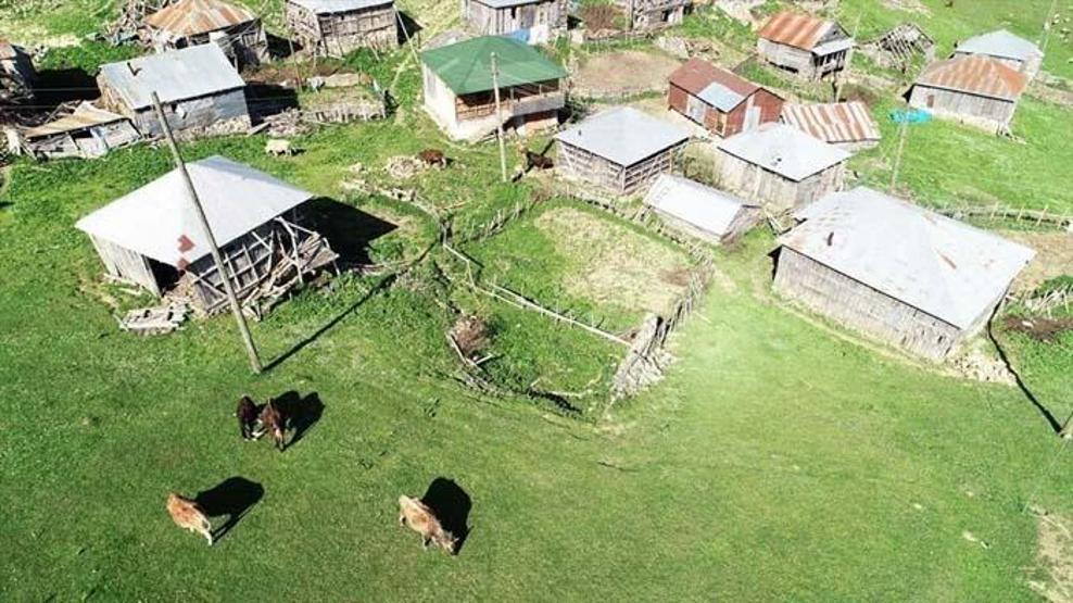 Giresunda sakinlerinin bir çuval altına değişmediği yer: Gölyanı Yaylası