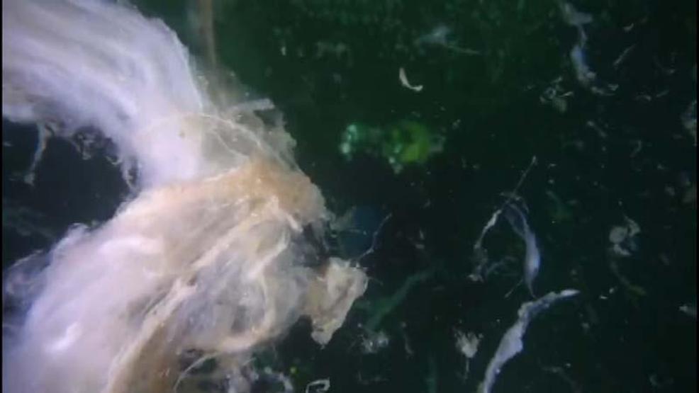 Deniz altındaki müsilaj Marmara ve Kuzey Egeyi tehdit etmeye devam diyor