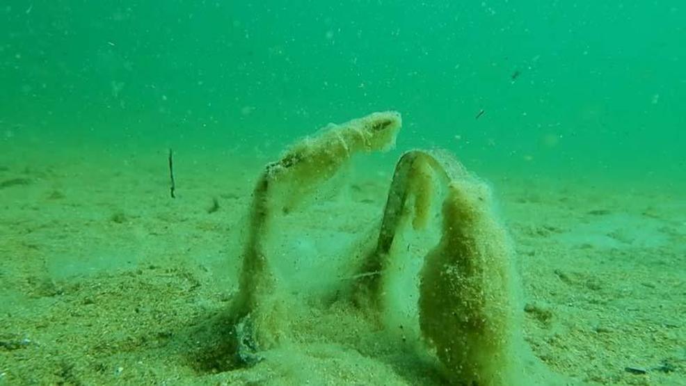 Deniz altındaki müsilaj Marmara ve Kuzey Egeyi tehdit etmeye devam diyor
