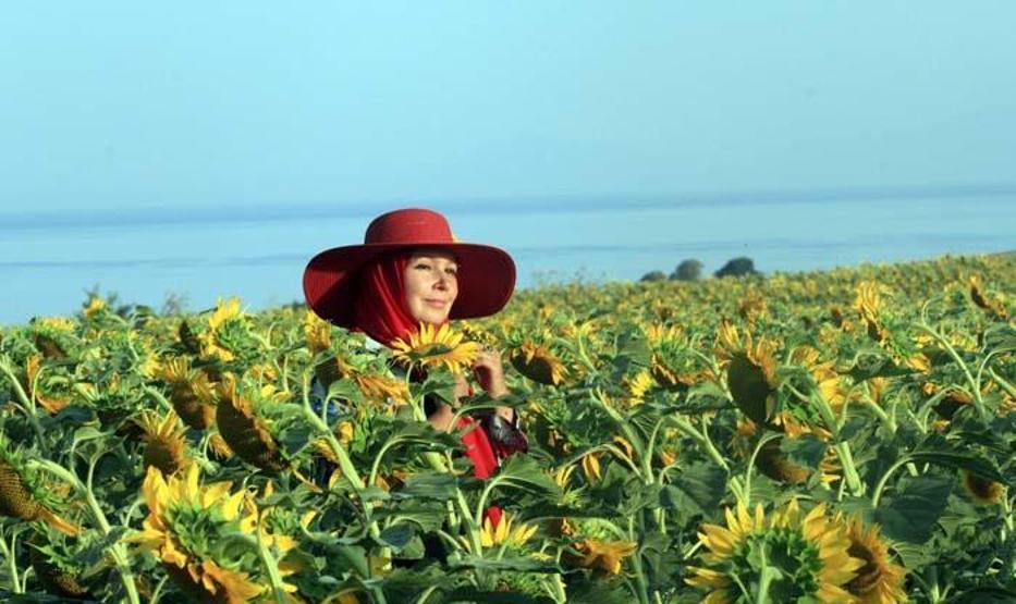 Tekirdağda ayçiçeği tarlasında foto safari
