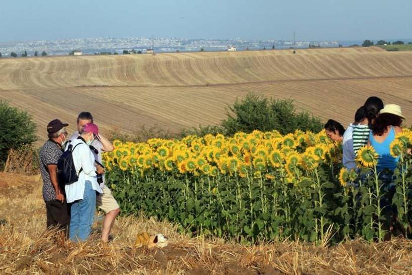 Tekirdağda ayçiçeği tarlasında foto safari