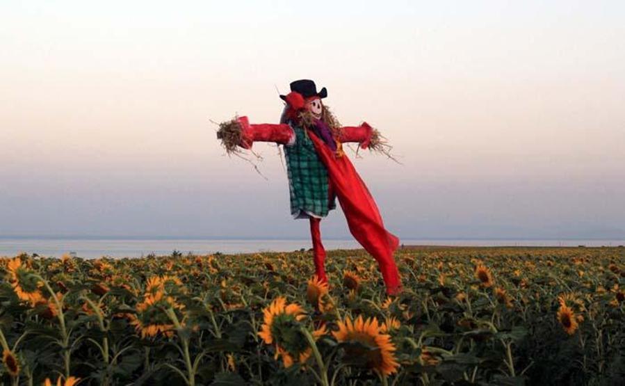 Tekirdağda ayçiçeği tarlasında foto safari