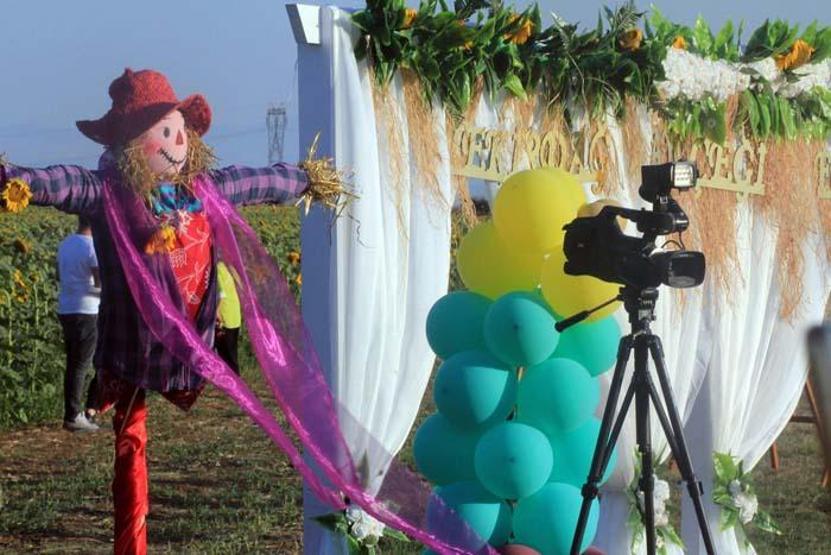 Tekirdağda ayçiçeği tarlasında foto safari