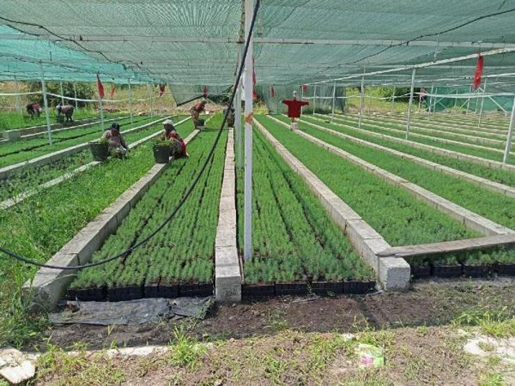 Yanan ormanlar 3 yöntemle ağaçlandırılacak