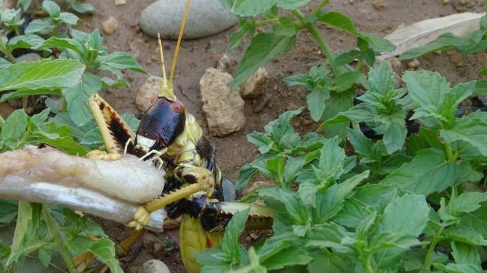 Sadece et yiyor Batmanda görüntülendi