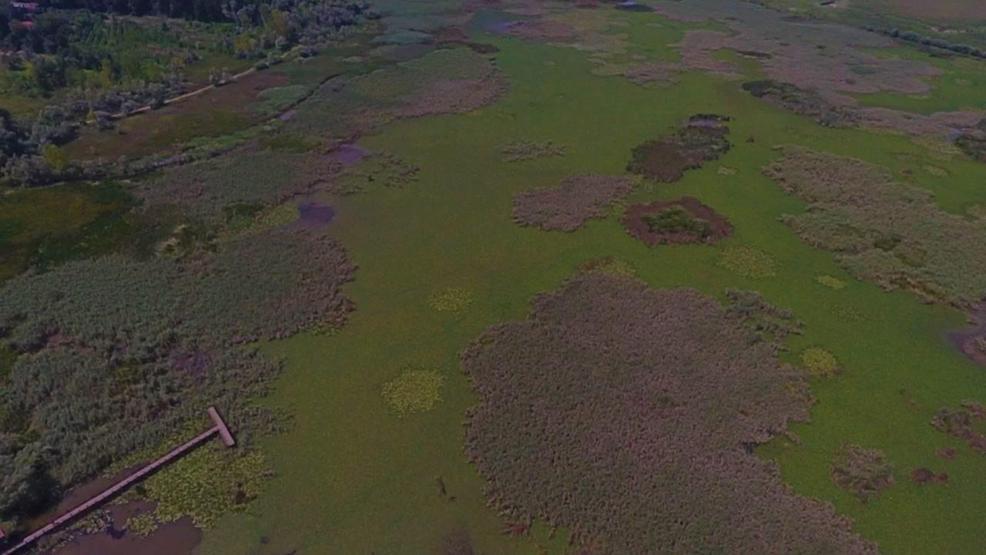 Efteni Kuş Cenneti drone ile görüntülendi