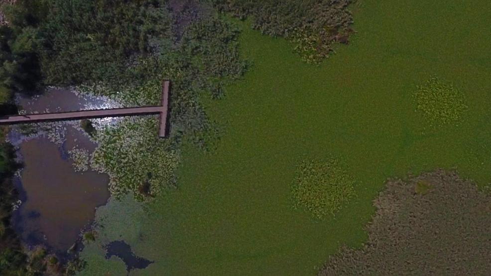 Efteni Kuş Cenneti drone ile görüntülendi