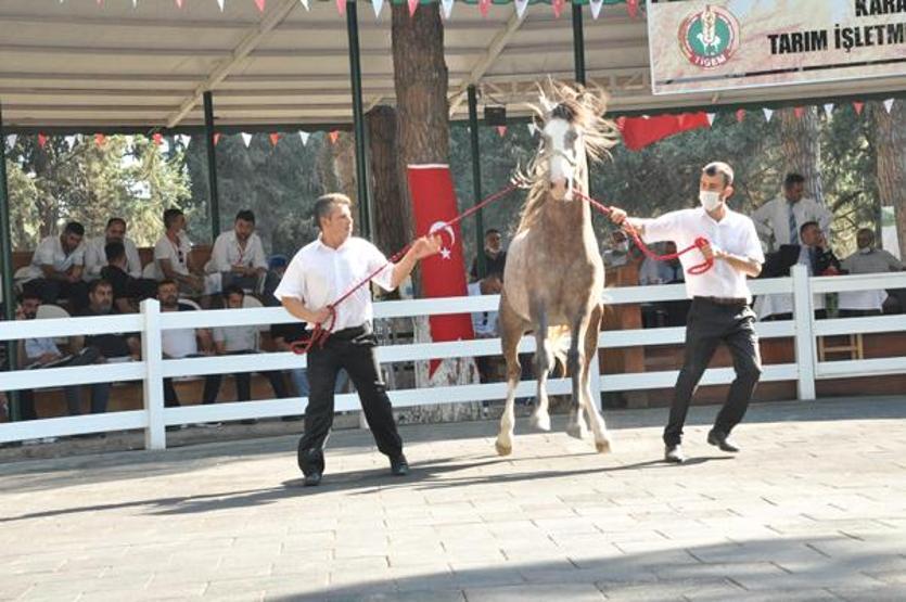 Açık artırmada 68 safkan Arap tayı, 8,5 milyon TLye satıldı