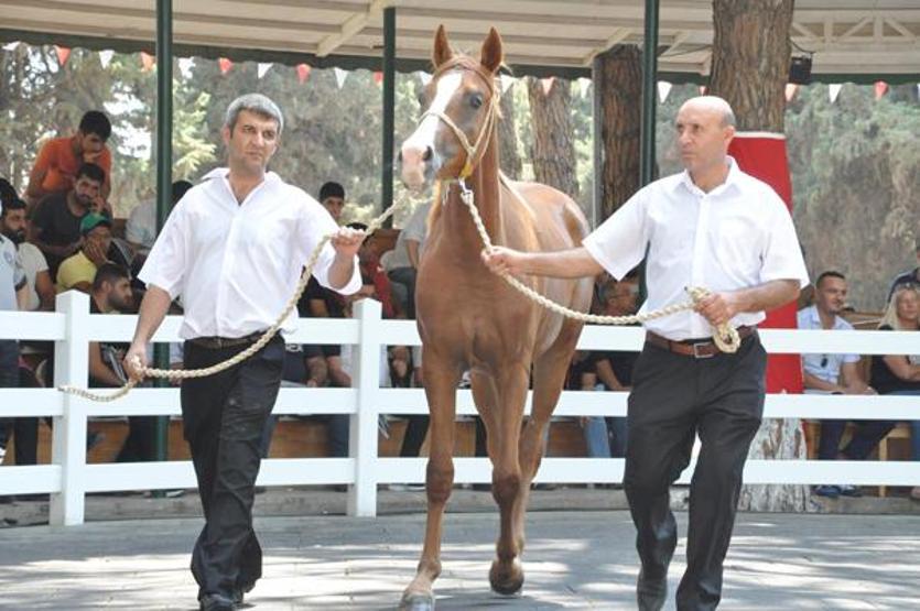 Açık artırmada 68 safkan Arap tayı, 8,5 milyon TLye satıldı