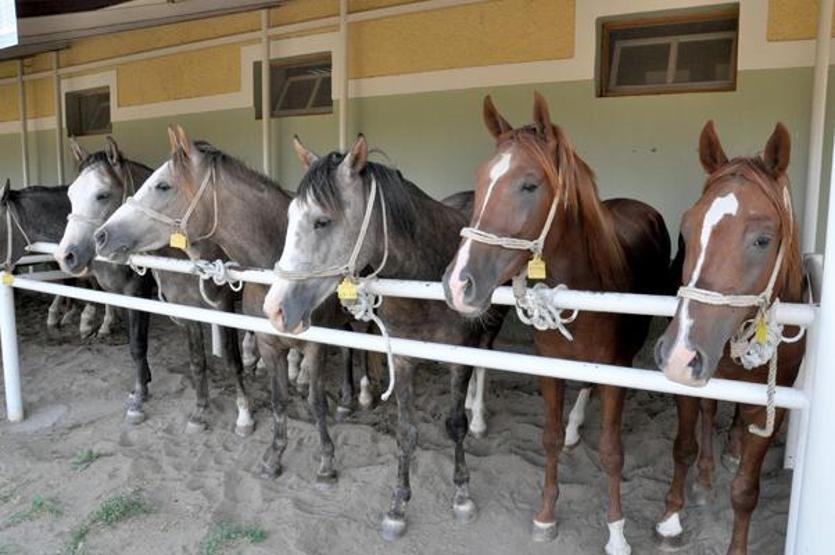 Açık artırmada 68 safkan Arap tayı, 8,5 milyon TLye satıldı