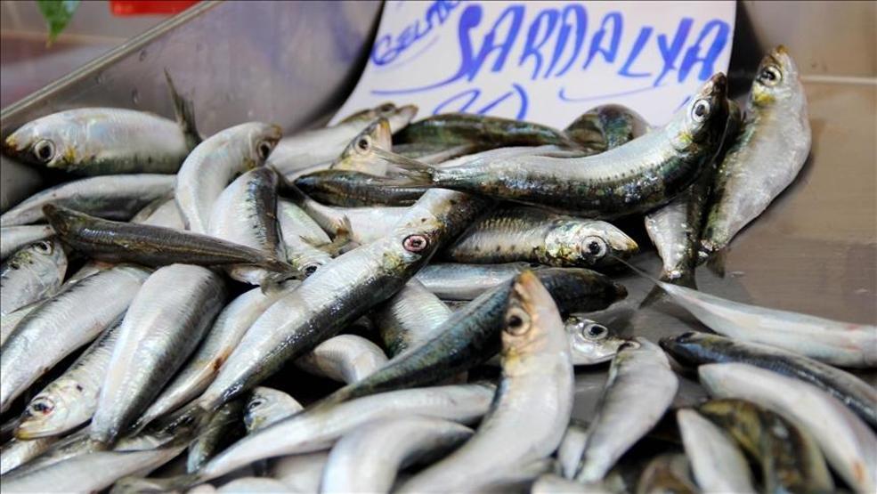 Sardalya ve hamsi iklim değişikliği nedeniyle yok olma tehlikesiyle karşı karşıya