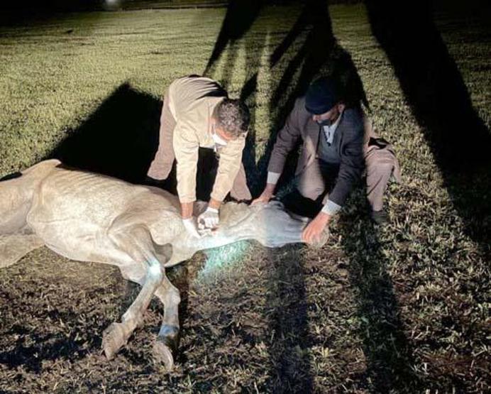 Ayağı kırılan yılkı atını diğer atlar terk etmedi