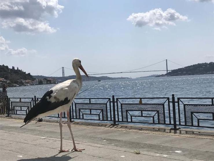 İstanbul Boğazının Yareni