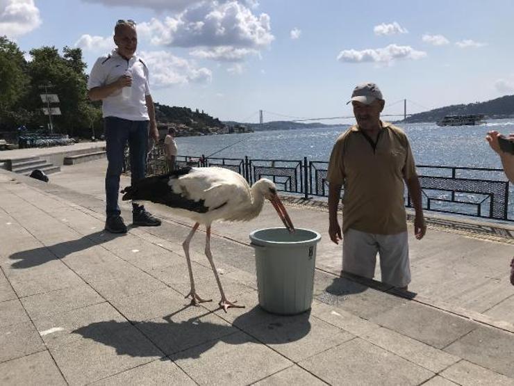 İstanbul Boğazının Yareni