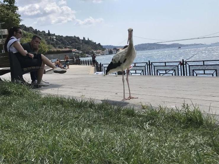 İstanbul Boğazının Yareni