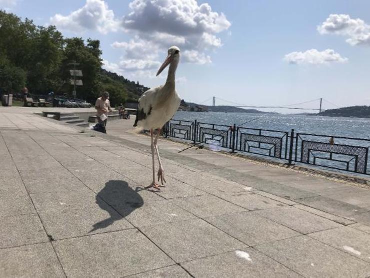 İstanbul Boğazının Yareni