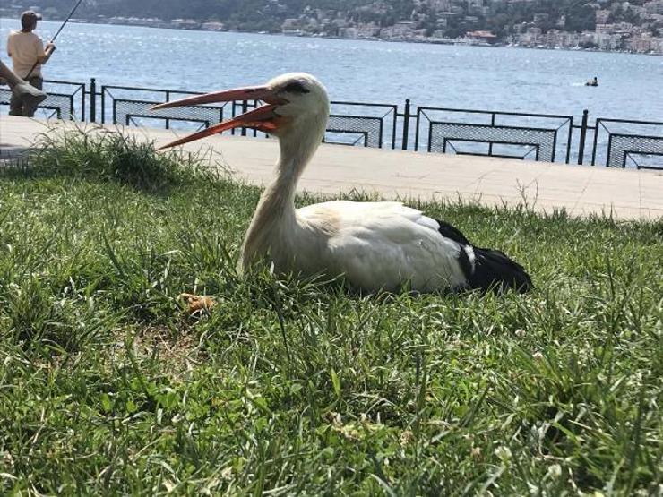 İstanbul Boğazının Yareni