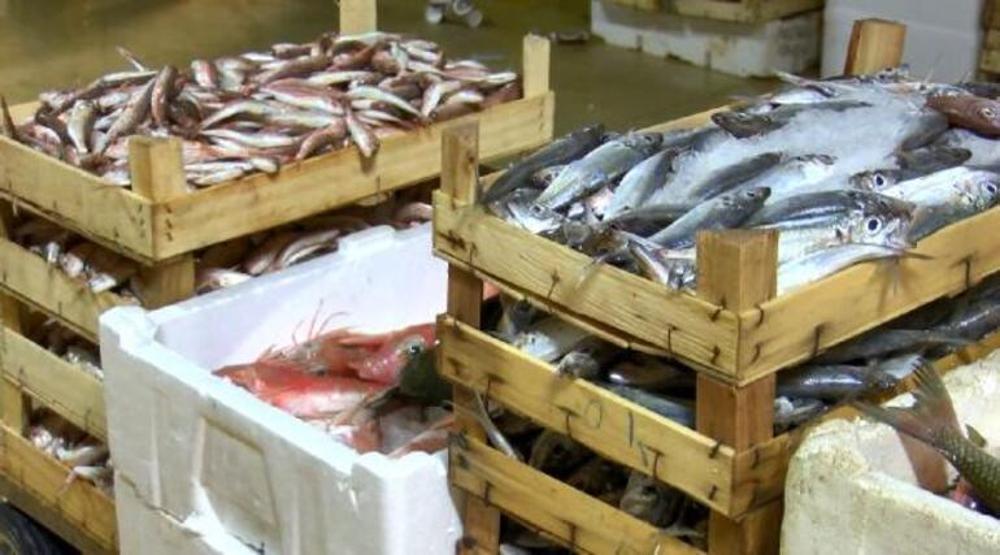Kasalar balıkla dolup taştı: İşte ilk fiyatlar