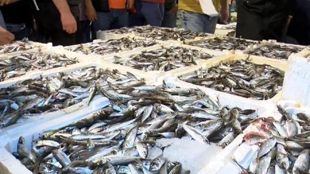 Kasalar balıkla dolup taştı: İşte ilk fiyatlar
