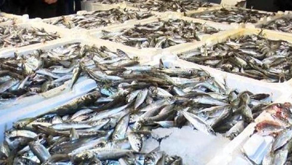 Kasalar balıkla dolup taştı: İşte ilk fiyatlar