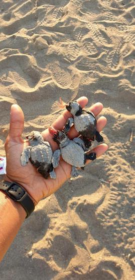 ATVlerle caretta caretta yavrularını ezip, gönüllüyü de yaraladılar
