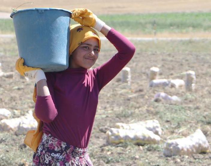 Okullar açıldı, onlar hala tarlada çalışıyor