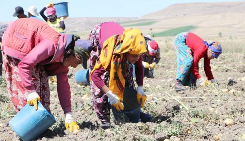 Okullar açıldı, onlar hala tarlada çalışıyor