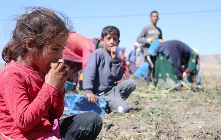 Okullar açıldı, onlar hala tarlada çalışıyor