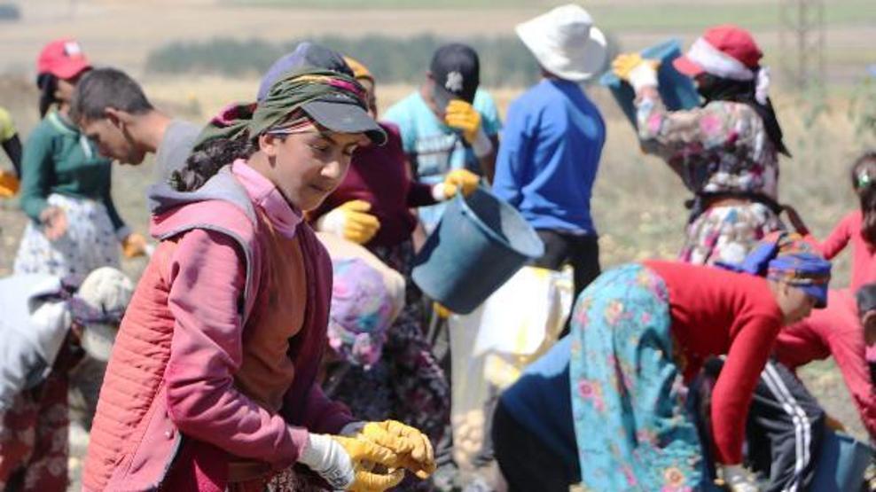 Okullar açıldı, onlar hala tarlada çalışıyor