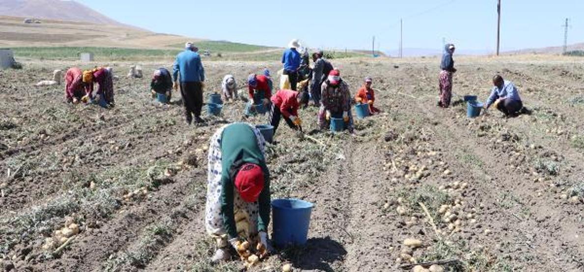 Okullar açıldı, onlar hala tarlada çalışıyor