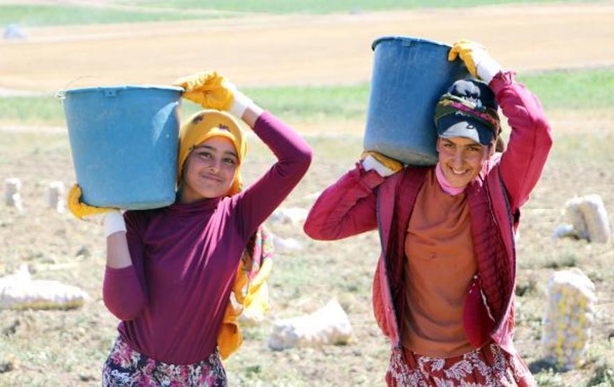 Okullar açıldı, onlar hala tarlada çalışıyor