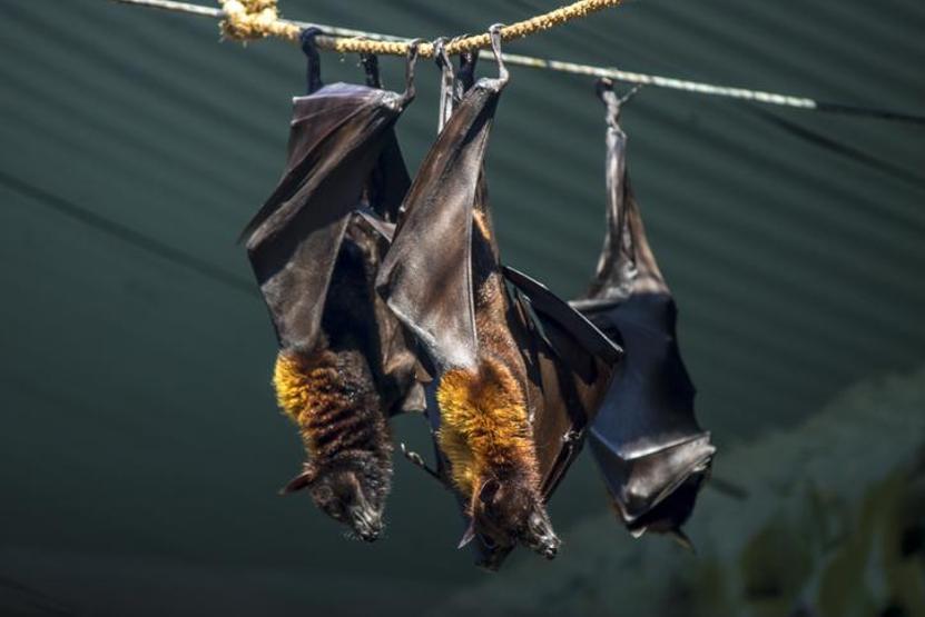 Hindistanda Nipah Alarmı: 12 yaşındaki çocuk hayatını kaybetti, 188 temaslı kişi tespit edildi
