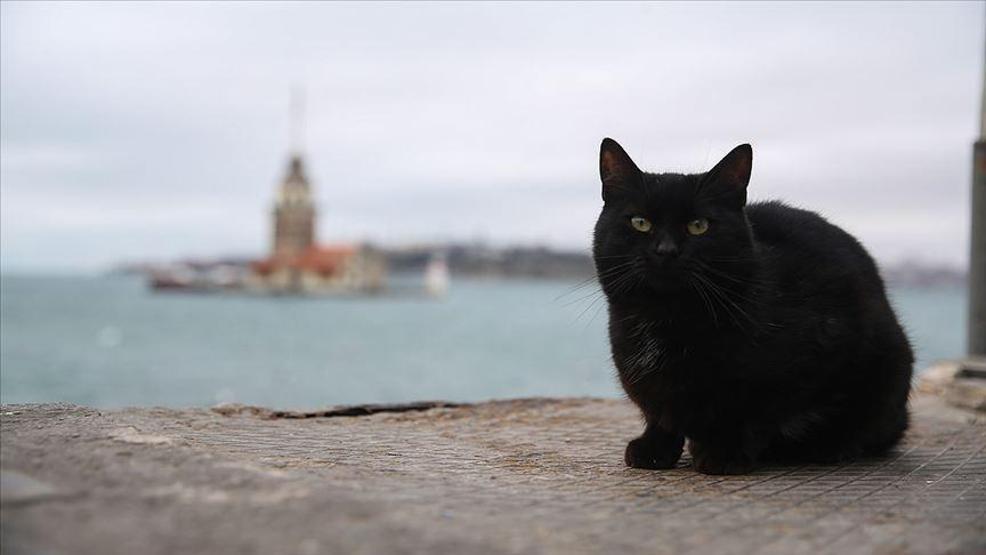 Bilim insanları kedi videoları izleyecek gönüllüler arıyor