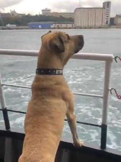 Gezgin köpek Boji dünya gündeminde