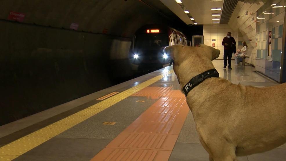 Gezgin köpek Boji dünya gündeminde