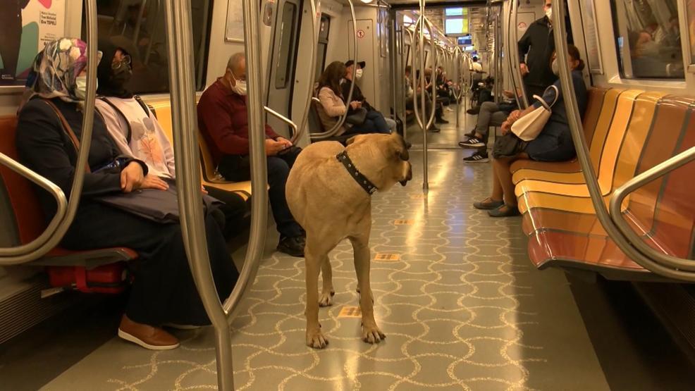 Gezgin köpek Boji dünya gündeminde