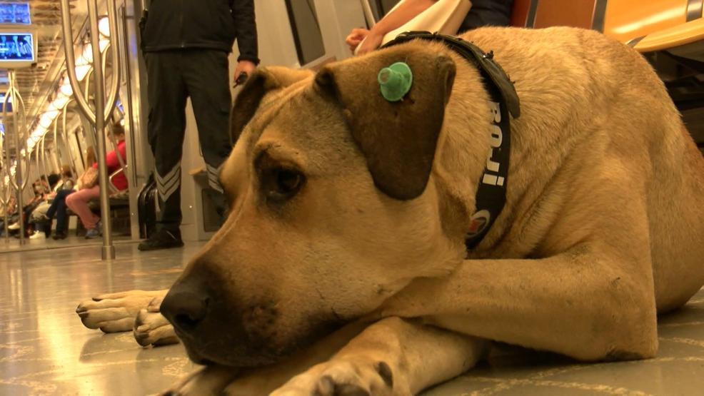 Gezgin köpek Boji dünya gündeminde