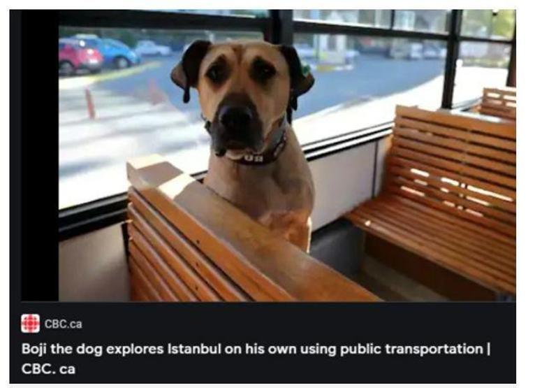 Gezgin köpek Boji dünya gündeminde
