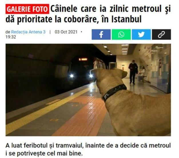 Gezgin köpek Boji dünya gündeminde