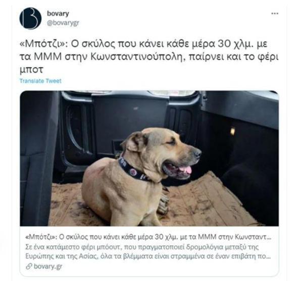 Gezgin köpek Boji dünya gündeminde