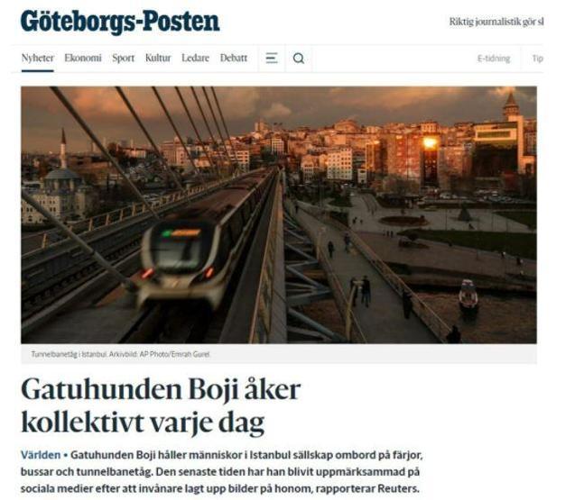 Gezgin köpek Boji dünya gündeminde