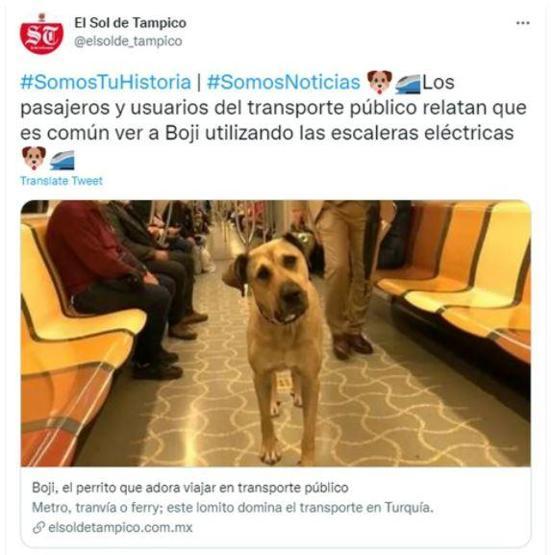Gezgin köpek Boji dünya gündeminde