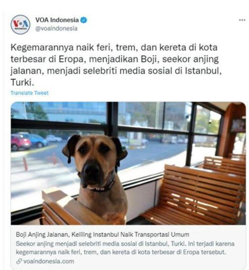 Gezgin köpek Boji dünya gündeminde