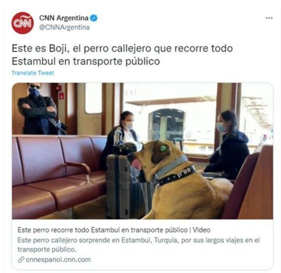 Gezgin köpek Boji dünya gündeminde