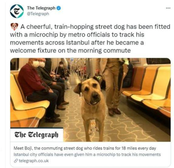 Gezgin köpek Boji dünya gündeminde