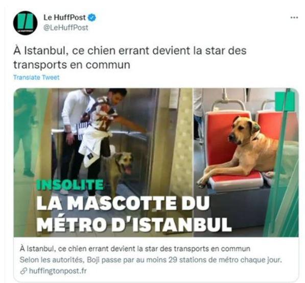 Gezgin köpek Boji dünya gündeminde