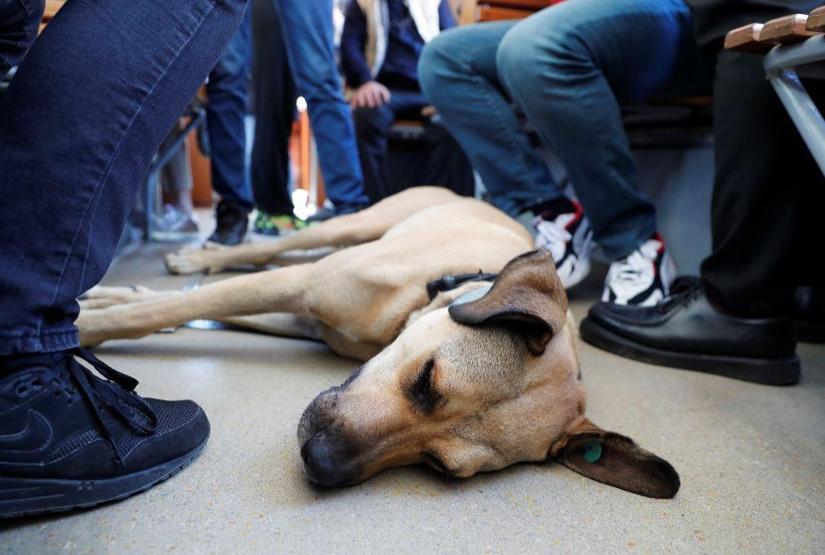 Gezgin köpek Boji dünya gündeminde